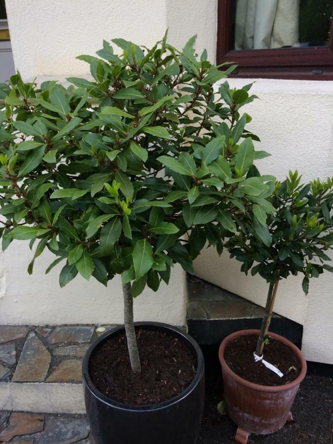 Baytree B&B Чарлстаун Экстерьер фото
